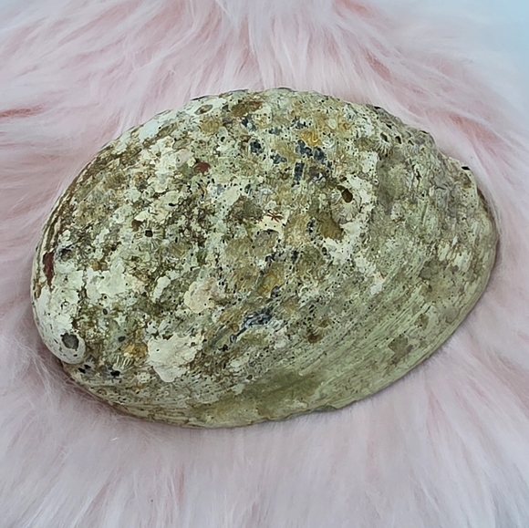 Rainbow Abalone Shell Smudging Bowl Incense Holder & Crystal Trinket Bowl - Picture 7 of 7